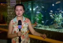 Рыбки успокаивают? «Зоопарк» предлагает провести необычный эксперимент