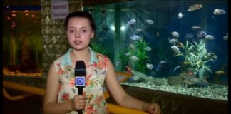 Рыбки успокаивают? «Зоопарк» предлагает провести необычный эксперимент