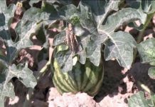 Жители Шардары обвиняют чиновников в нежелании вести борьбу с саранчой