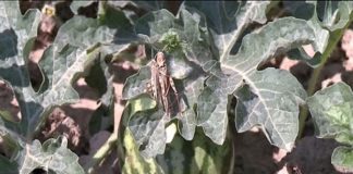 Фермеры Шардары вручную разгоняют саранчу со своих полей