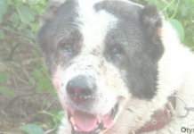 В Шымкенте проводятся собачьи бои