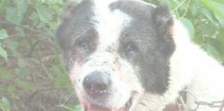 В Шымкенте проводятся собачьи бои