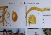 Фитосанитары ЮКО боятся золотистой нематоды из Кыргызстана