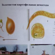 Фитосанитары ЮКО боятся золотистой нематоды из Кыргызстана