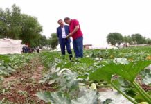 Шымкентские кабачки отправились на экспорт