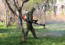 В Шымкенте начались бесплатные дезинфекционные работы против клещей