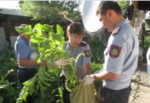 В ЮКО полицейские изъяли более 2 тысяч кустов мака и конопли