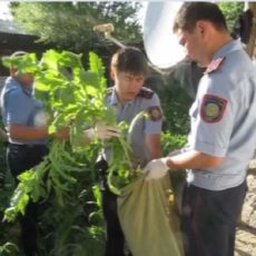 В ЮКО полицейские изъяли более 2 тысяч кустов мака и конопли