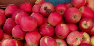 10000 тонн яблок ежегодно будут отправляться на экспорт из ЮКО