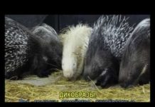 В городском зоопарке родились малыши дикобразы