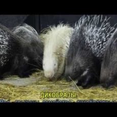 В городском зоопарке родились малыши дикобразы