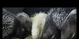 В городском зоопарке родились малыши дикобразы