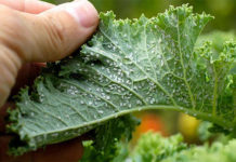 На сады Шымкента напала «муравьиная корова»