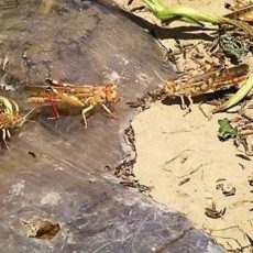 Дехкане Арыси покидают свои поля — в борьбе с саранчой они проиграли