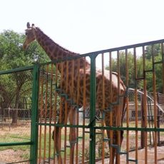 Жираф Астана в зоопарке Шымкента