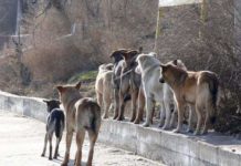 314 млн тенге просят на отлов и уничтожение бродячих собак и кошек в 2020-2022 годы в Шымкенте Бродячие собаки