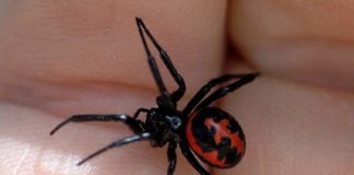 11 человек в ЮКО пострадали от укусов черной вдовы 41 человек обратился в больницу после укуса каракурта
