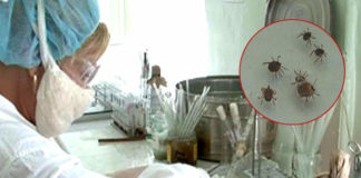 Ребенок и женщина в ЮКО умерли от укусов клещей В ЮКО зарегитрирована конго-крымская лихорадка