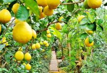 11 тонн цитрусовых собрал фермер в ЮКО