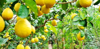 Три миллиона саженцев лимона продали на юге в этом году