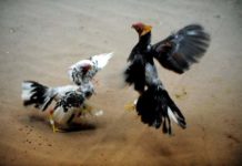 Щенок-рефери в петушином бою умилил пользователей сети