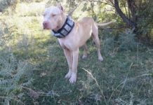 Пользователи соцсетей требуют наказания живодера из Тараза