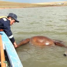 Причиной гибели лошадей в шымкентском массиве Текесу стал сильнейший ливень с градом