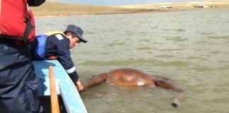 Причиной гибели лошадей в шымкентском массиве Текесу стал сильнейший ливень с градом