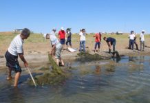 В ЮКО 10 грузовиков с тиной и водорослями вывезли с берегов озера Кызылколь