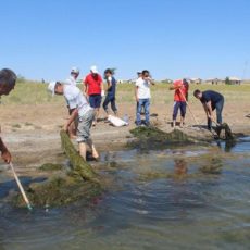 В ЮКО 10 грузовиков с тиной и водорослями вывезли с берегов озера Кызылколь