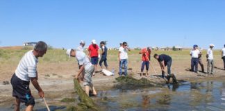 В ЮКО 10 грузовиков с тиной и водорослями вывезли с берегов озера Кызылколь