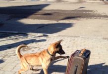 Овчарка Клементина унюхала наркокурьера на казахско-узбекской границе