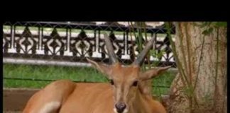 Не совсем из Беловежской пущи, но почти…