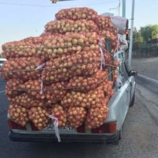 Своя ноша не тянет. Дорога шымкентского фермера от поля до базара