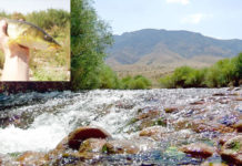 В ЮКО почти исчез краснокнижный туркестанский усач