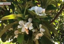 В Шымкенте повторно зацвела яблоня