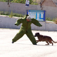 Соревнования служебных собак