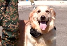 Служебная собака Лео облаяла жителя Узбекистана, который вез марихуану