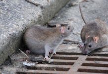 В Шымкенте на борьбу с крысами выделили 14 млн тенге