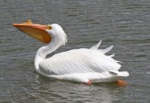 10 интересных фактов о пеликанах