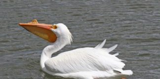 10 интересных фактов о пеликанах