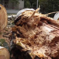 В Шымкенте недалеко от парка «Кен баба» спилят большие деревья