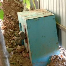 В Шымкенте при замене водопровода повредили корни многолетнего дерева