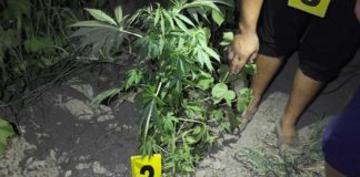 Житель ЮКО «разбавил» хлопковое поле коноплей конопля