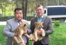 Шымкентский зоопарк передал львят Шири и Тано «Онтустик Цирку»