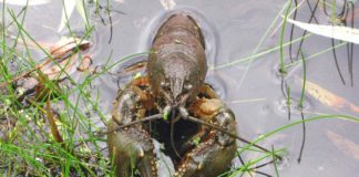 В водохранилищах Южного Казахстана пропали все раки