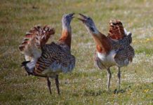 В ЮКО выпустили на волю более 300 дроф-красоток