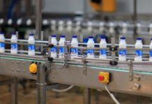 В Туркестане запустили завод по переработке верблюжьего и кобыльего молока