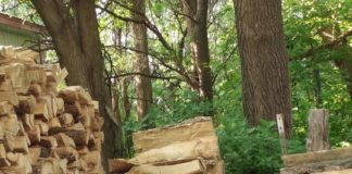 Фотозагадка с дровами и котом свела с ума пользователей интернета