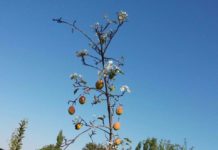 В Аксу-Жабаглы одновременно плодоносит и цветет груша